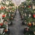 thumbnail image 4 of Strawberry Planter Flower Pot Pp Stackable Multi-Layered Diy Portable Pp Three-Dimensional Three-Petal Flowerpot, 4 of 14
