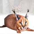 thumbnail image 2 of Cartoon Cat Plush Toy, Adorable and Soft, Lumbar Pillow, Ideal as a Gift for Kids and Fans, 2 of 3