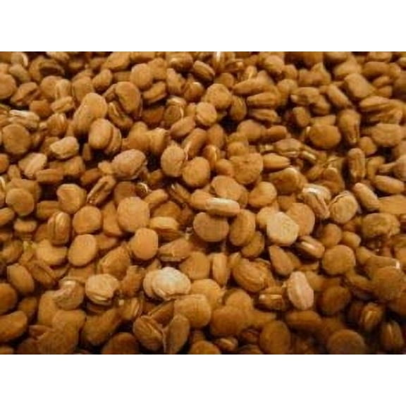 Dairyland American Ginseng Seed!! Stratified, Ready to Plant (1-lb)
