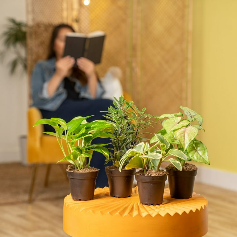 Costa Farms 8" Exotic Angels Assorted Indoor Live House Plants in 4" Grower  Pot 4 (Count) - Walmart.com