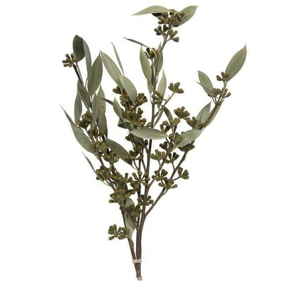 Vickerman Natural Botanicals 15-17" x 8" Natural Amber Fruit Foliage Natural Sulphured