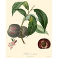 thumbnail image 2 of Bessa 12x14 Black Ornate Wood Framed with Double Matting Museum Art Print Titled - Bessa Plums, 2 of 4