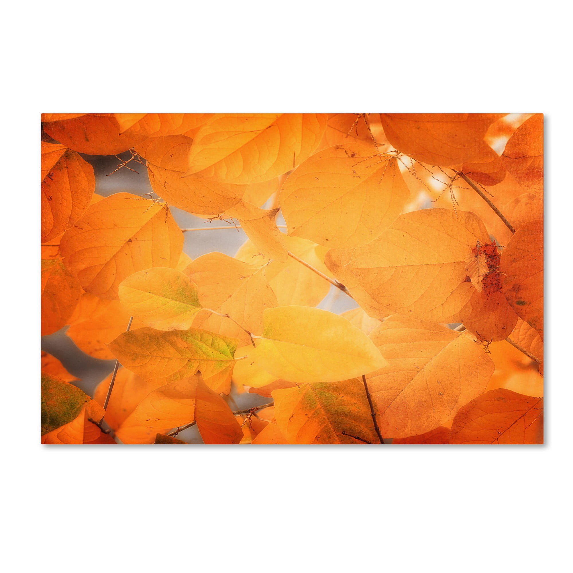 Trademark Fine Art Landscapes Canvas Art ' Seasonal Leaves ' by Philippe Sainte-Laudy