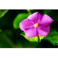 thumbnail image 3 of Expert Gardener 4PK Lavender Vinca Live Plant, 3 of 6