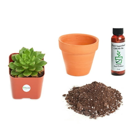 Echeveria Plant - Shop Succulents Echeveria 'Sleepy' 2In Plant Kit