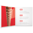 thumbnail image 3 of Cuerdas Daddario Xsapb1356  Bronce Para Guitarra Acústica 13 56 D'Addario XSAPB1356, 3 of 4