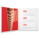 thumbnail image 3 of Cuerdas Daddario Xsapb1356  Bronce Para Guitarra Acústica 13 56 D'Addario XSAPB1356, 3 of 4