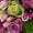Bright, variant on Member's Mark Wedding Collection Bridesmaid Bouquets, choose color and quantity
