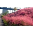 thumbnail image 2 of Muhly Grass  1 Live 4 Inch Pots  Muhlenbergia Capillaris  Ideal for Natural Landscaping  Easy-Care & Drought Tolerant Plants  Beautiful Pink Plumes, 2 of 7