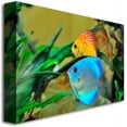 thumbnail image 2 of Trademark Art "Two Tropical Fish II" Canvas Art by Kurt Shaffer, 2 of 5