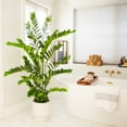 thumbnail image 7 of Nearly Natural 5ft. Artificial Zamioculcas Plant, 7 of 7