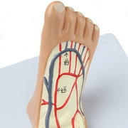Axis Scientific Human Circulatory System Model, Half Life-Size, Realistic, Detailed Arteries and Veins Model with Thoracic Organs, Includes a Product Manual
