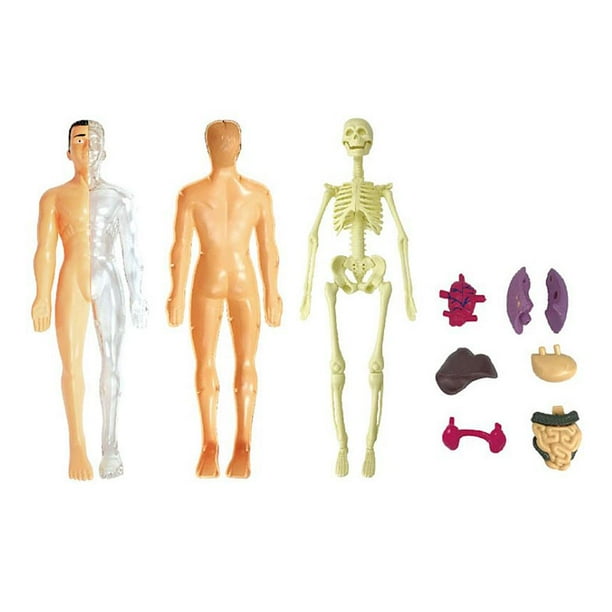 Modelo De Anatomía Humana Para Niños - Esqueleto Y órganos Extraíbles De 11.2 Pulgadas - Juguete Educativo STEM