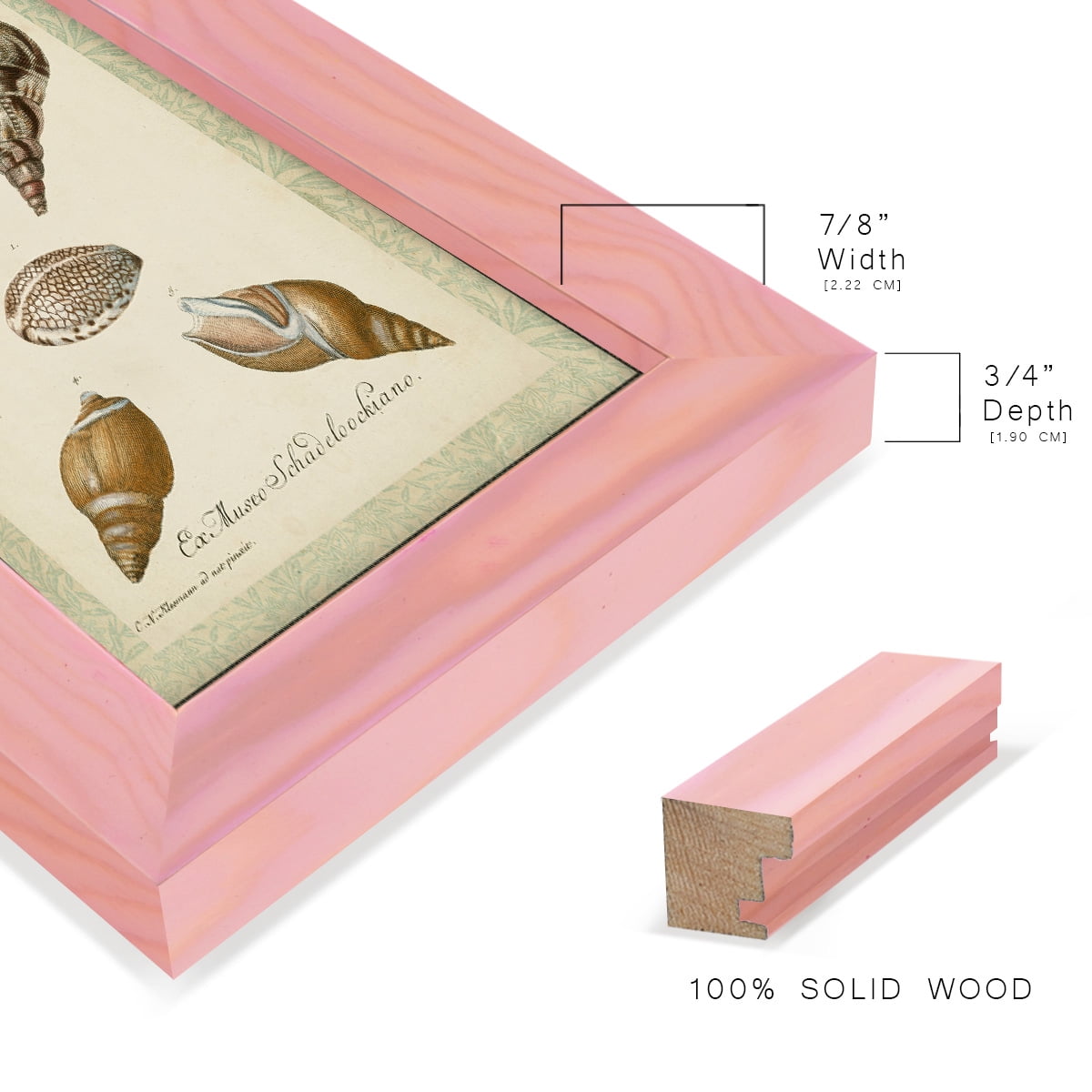 Bookplate Shells VIII - Framed Print w/glass - Sunset Pink