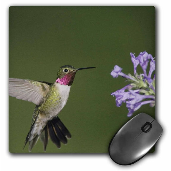 3dRose, Broad-tailed Hummingbird, Rocky Mountain NP, CO - NA02 RNU0455 - Rolf Nussbaumer, MousePad