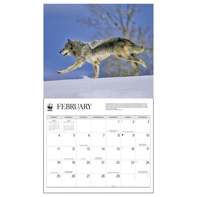 2024 WORLD WILDLIFE FUND Wolves Deluxe Wall Calendar - Walmart.com