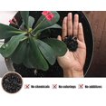 thumbnail image 2 of Carbón vegetal hortícola O-FarFarm de 2 cuartos de galón para plantas en macetas, carbón vegetal de madera dura para mejorar la tierra de macetas, orquídeas, terrarios y jardinería., 2 of 5