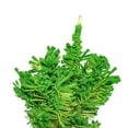 thumbnail image 3 of Vickerman 7.5' Flocked Lime Slim Fir Artificial Christmas Tree, Lime Dura-lit LED Lights, 3 of 4