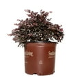 thumbnail image 2 of 3 gal Loropetalum Purple Daydream Live Shrub with Pink Flowers, 2 of 6