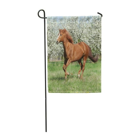 Patio Blog LADDKE Brown Run Chestnut Quarter Horse Running in Front of Flowering Trees Spring Blos Garden Flag Decorative Flag House Banner 28x40 inch ()