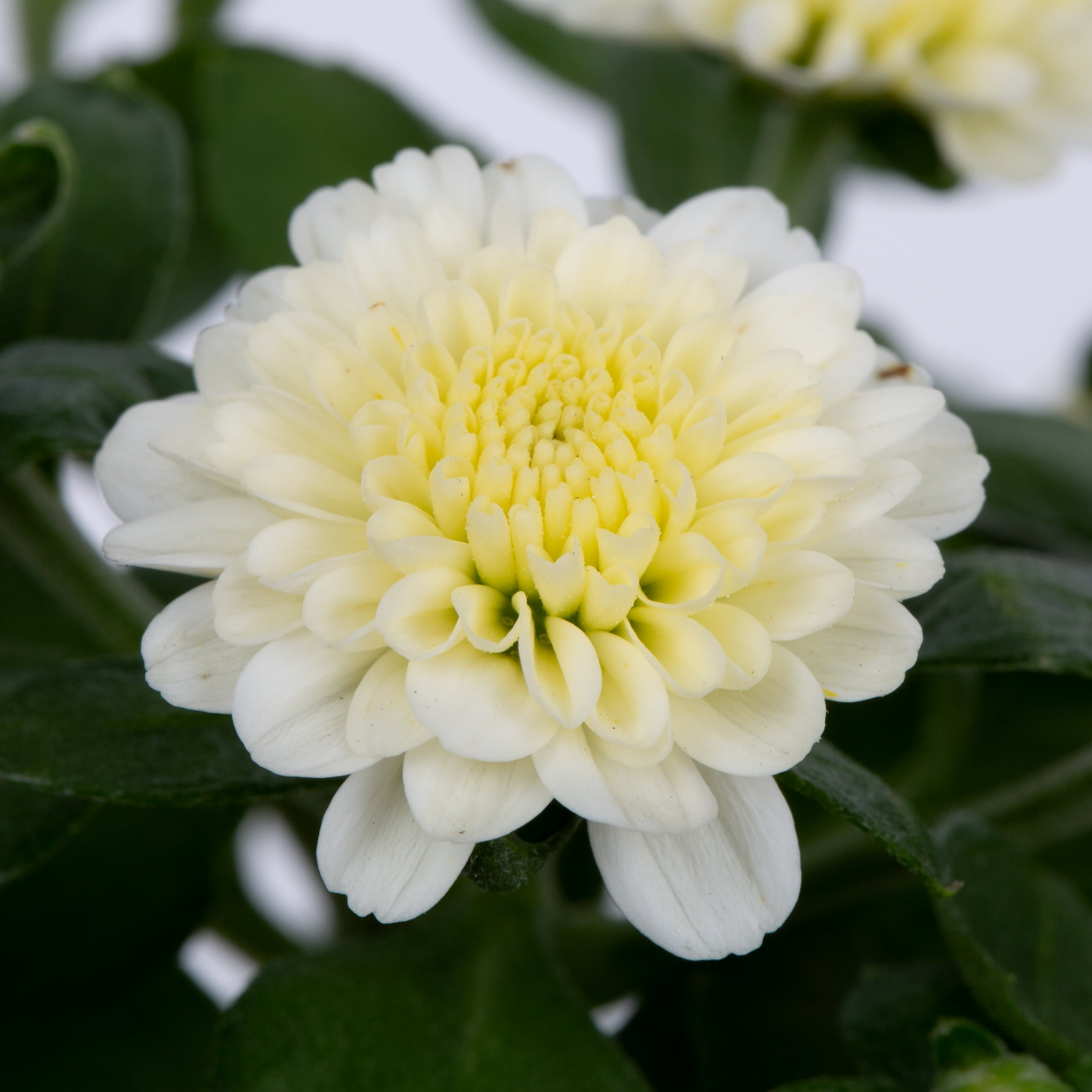 Expert Gardener 3QT White Mum Live Plant in a Grower Pot