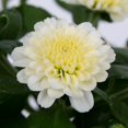 thumbnail image 3 of Expert Gardener 3QT White Mum Live Plant in Grower Pot, Full Sun, 3 of 8