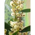 thumbnail image 3 of 20 AUSTRALIAN BLACKWOOD TREE Black Acacia Melanoxylon Wattle Yellow Flower Seeds, 3 of 4