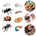 thumbnail image 2 of Miangastore Cognitive Toy Insect Model Assorted Color 8Pcs 4.3X3.1X1.2in, 2 of 8
