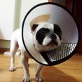 thumbnail image 1 of Collar protector para mascotas perro curación de heridas embellecedor médico herramienta de ducha #5 Hugtrwg Para estrenar, 1 of 6