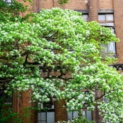 Brighter Blooms - Chinese Fringe Tree, 4-5 ft. - No Shipping to AK, AZ, HI