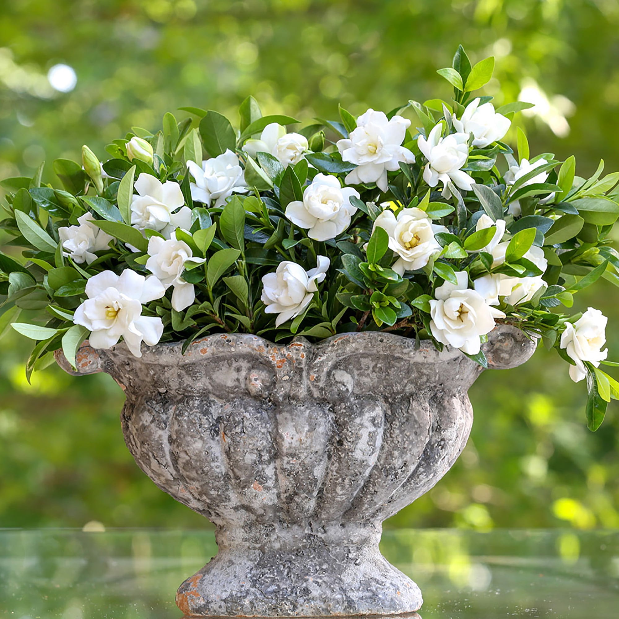 Southern Living Jubilation Gardenia Live Shrub in 2-Gallon Grower Pot