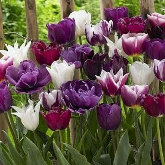 Endless Spring Purple Tulip Blend 15 Bulbs