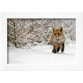 thumbnail image 2 of Red Fox Walks through the Snow, Animals Framed Art Print Wall Art by Menno Schaefer Sold by ArtCom, 2 of 5