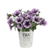 Proven Winners 1.5PT Multicolor Petunia Live Plants with Grower Pot