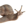 thumbnail image 3 of Figuras decorativas perfke Animales simulados modelo figura juguetes 9.1x4x4cm, 3 of 6