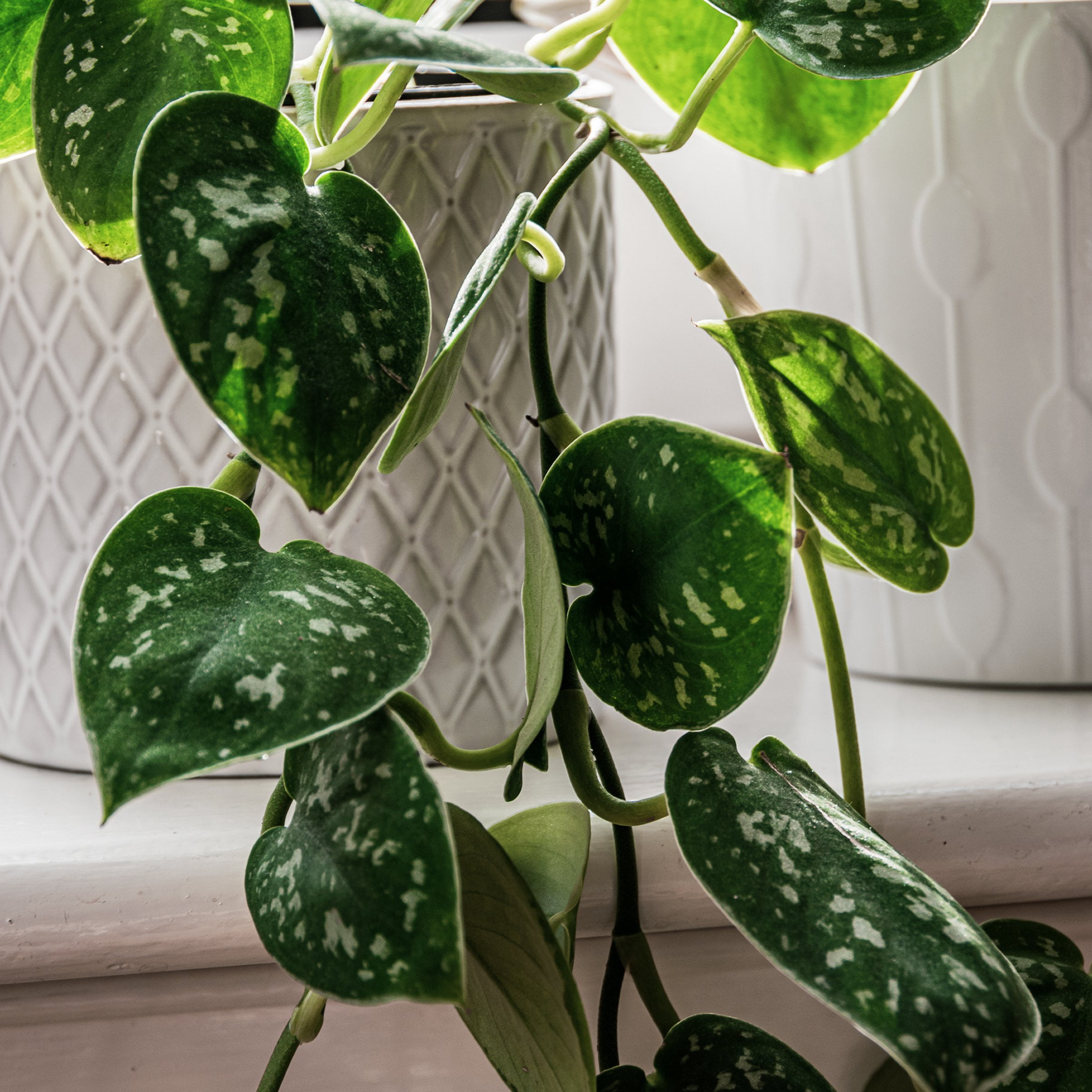 4 in. Scindapsus Pictus Satin Pothos Plant in Grower Container (3-Pack)