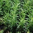 thumbnail image 6 of Set of 3 Blue Rosemary Plants Live, 4-8" Tall Fragrant Rosemary Herb Plant for Outdoor Garden and Containers, Well-Rooted Plants, 6 of 6