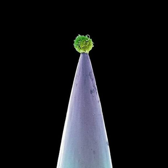 Peter Gabriel - New Blood - Music & Performance - CD