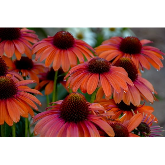 50 Orange You Awesome Coneflower Seeds Echinacea Perennial Flowers Flower 1363