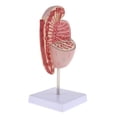 thumbnail image 2 of Modelo educativo 4D modelo de anatomía masculinoMédico sistema urinario órgano testículo modelo para fisiología educación ciencia est yotijar Modelo de órgano testicular anatómico, 2 of 7