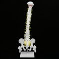 thumbnail image 3 of Modèle Anatomique de la Colonne Vertébrale, Cadre de Support en Métal Stable avec 5 Rouleaux Modèle de Colonne Vertébrale Naturelle Incassable, Durable Blanc pour Laboratoire Scolaire, 3 of 8