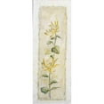thumbnail image 3 of Bonet, Julia 8x14 Black Modern Framed Museum Art Print Titled - Garden delight-chrysantuemum, 3 of 5
