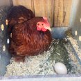 thumbnail image 2 of MitesBGone Herbal Blend For Chicken Nesting Boxes Or Dust Baths To Repel Mites, 2 of 5