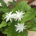 thumbnail image 4 of Belle of India Jasmine Plant for Small Gardens, Live Jasmine Belle of India Jasmine Plant 4-8 Inches Tall, 4 of 5