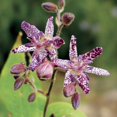QAUZUY GARDEN 5 Rare OIF8 Japanese Toad Lily (Tricyrtis Puberula) Seeds