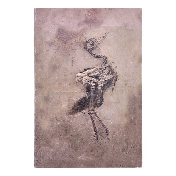 De Kulture Works Bird Fossil Standard Journals, 140 Pages
