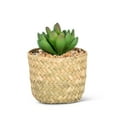 thumbnail image 1 of Jade Succulent In Woven Basket Plant, 1 of 1