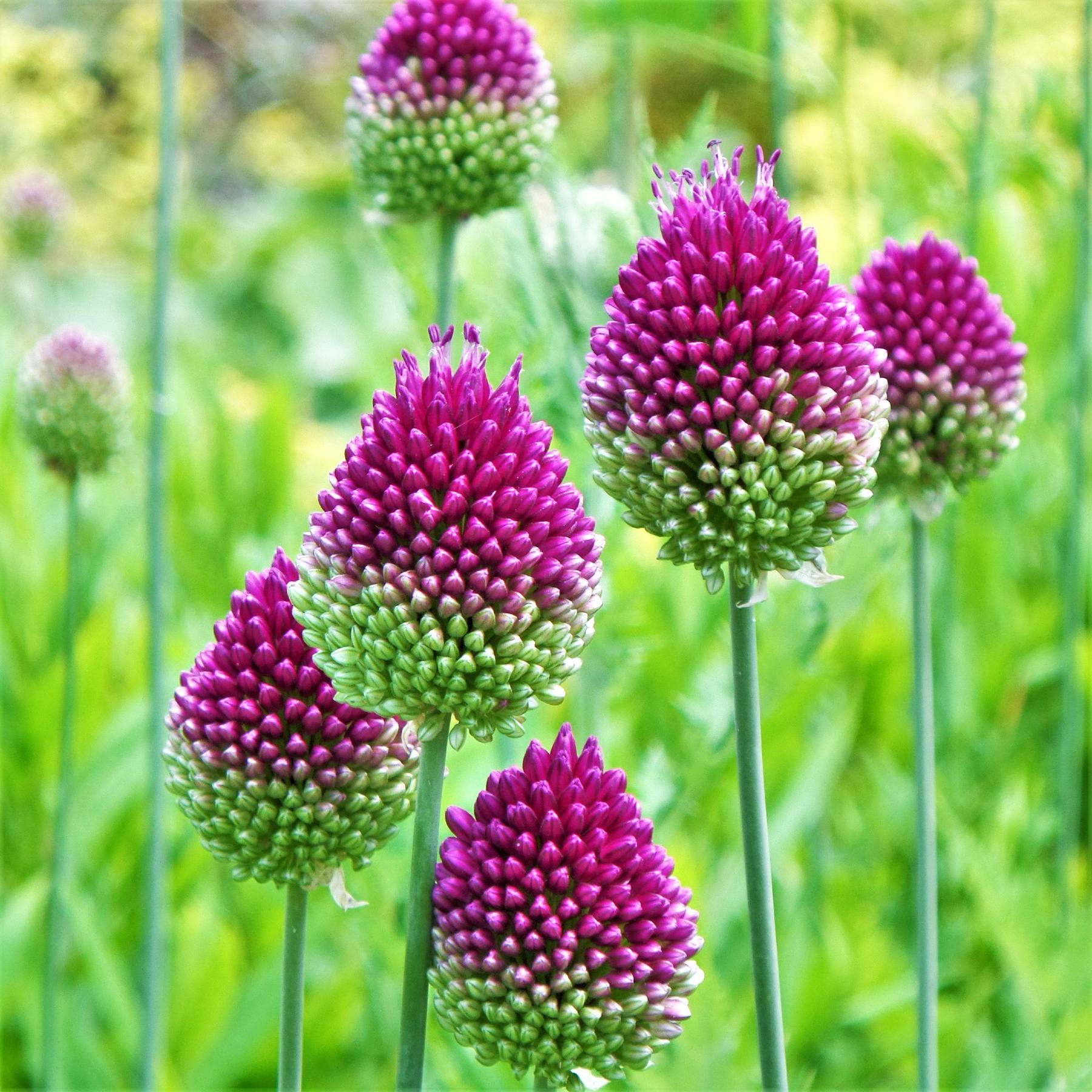 Allium sphaerocephalon (Drumstick) (20 Bulbs) Purple from Easy to Grow Bulbs - image 1 of 4