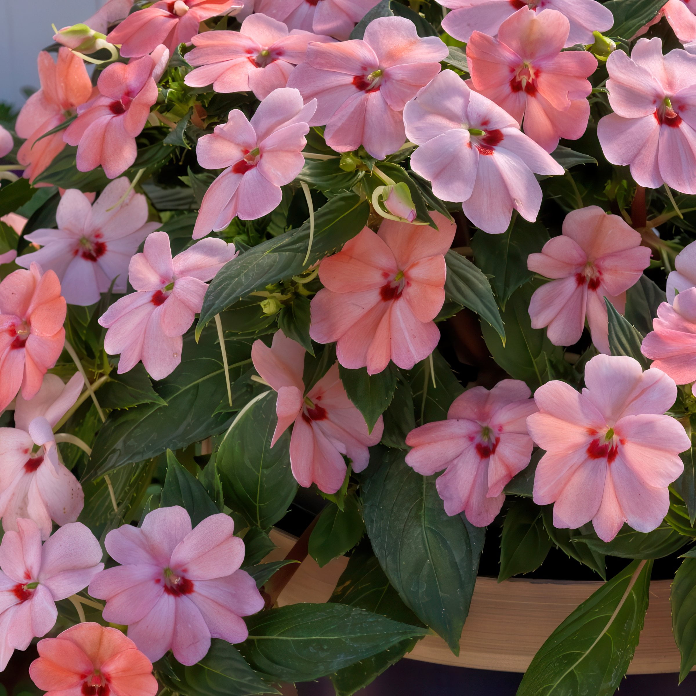 2.5 in. Sunpatiens Vigorous Pink Kiss Live Annual Plant with Pink Flowers (6-Pack)