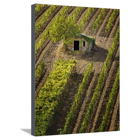 Small Stone Barn in Vineyard, Near Montalcino, Tuscany, Italy Stretched Canvas Print Wall Art By Adam